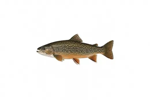 Alsatian char