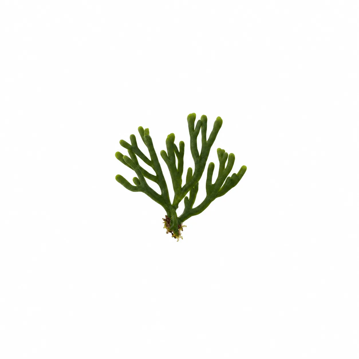 Codium