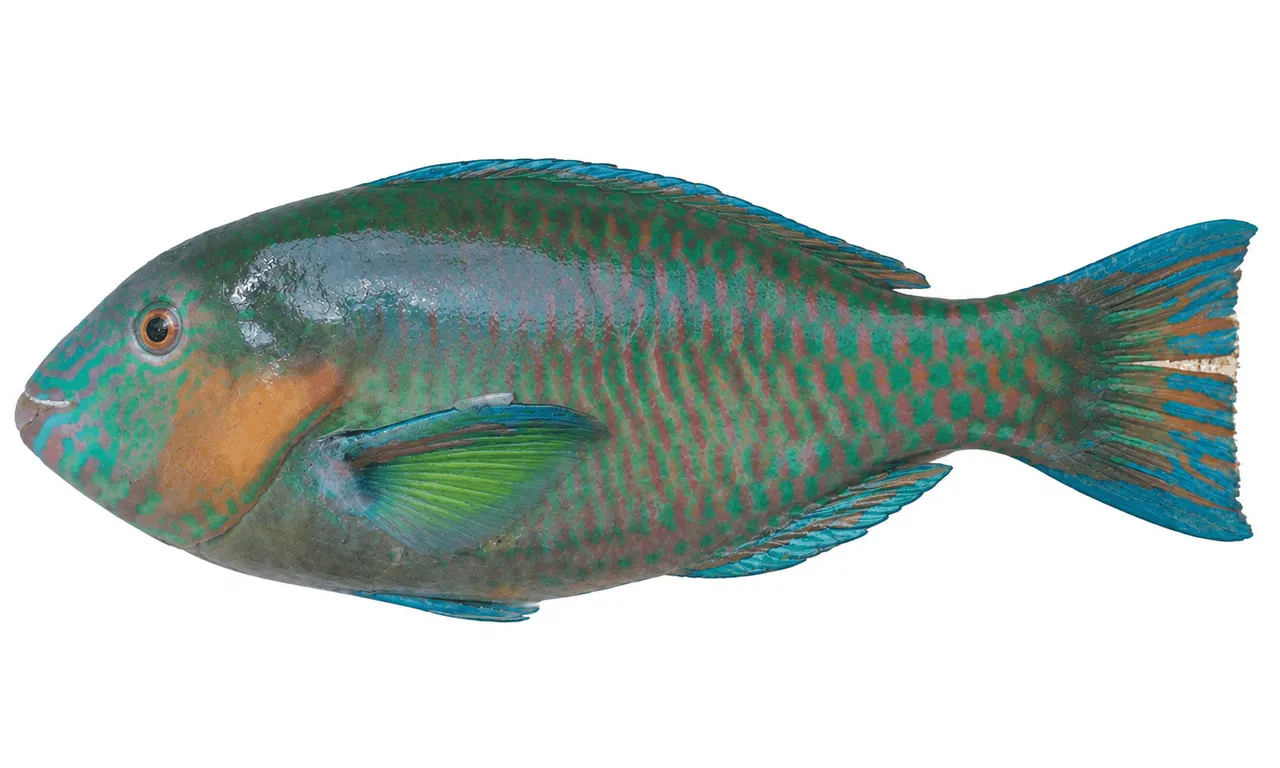 Papegaaivis 1-2 kg/st.