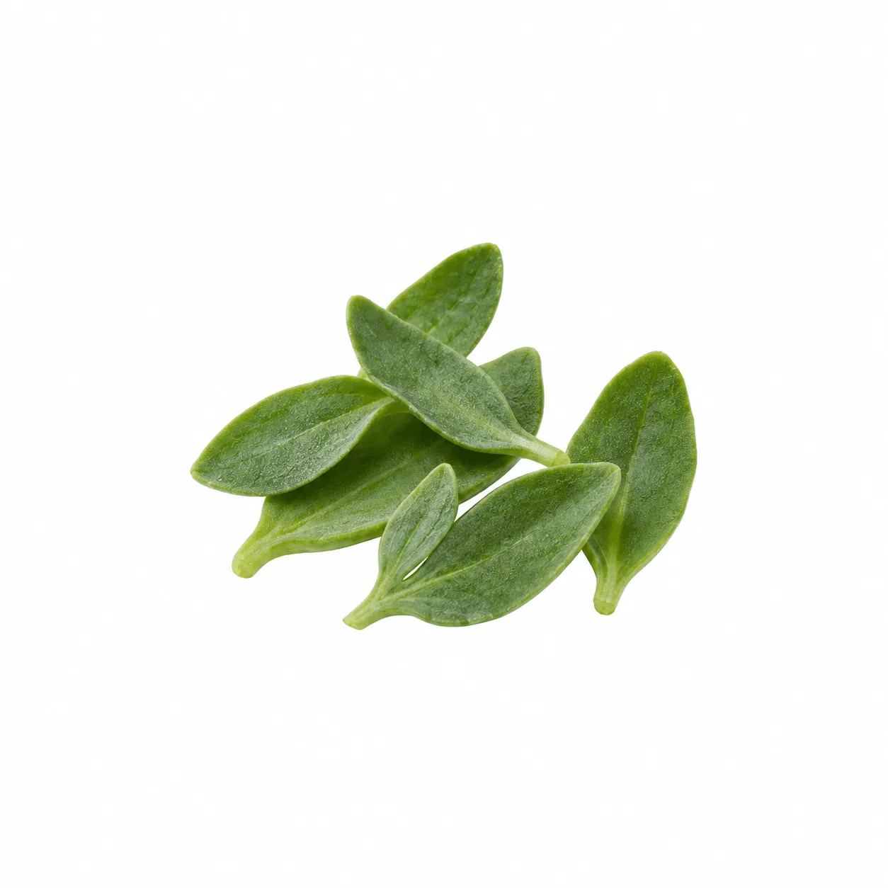 Lamsoor