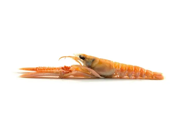 Langoustines 2-3 vers