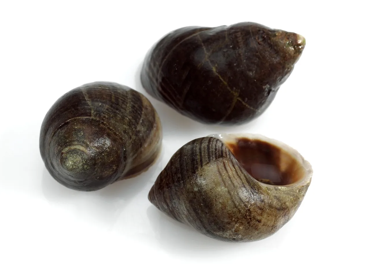 Alikruik vers