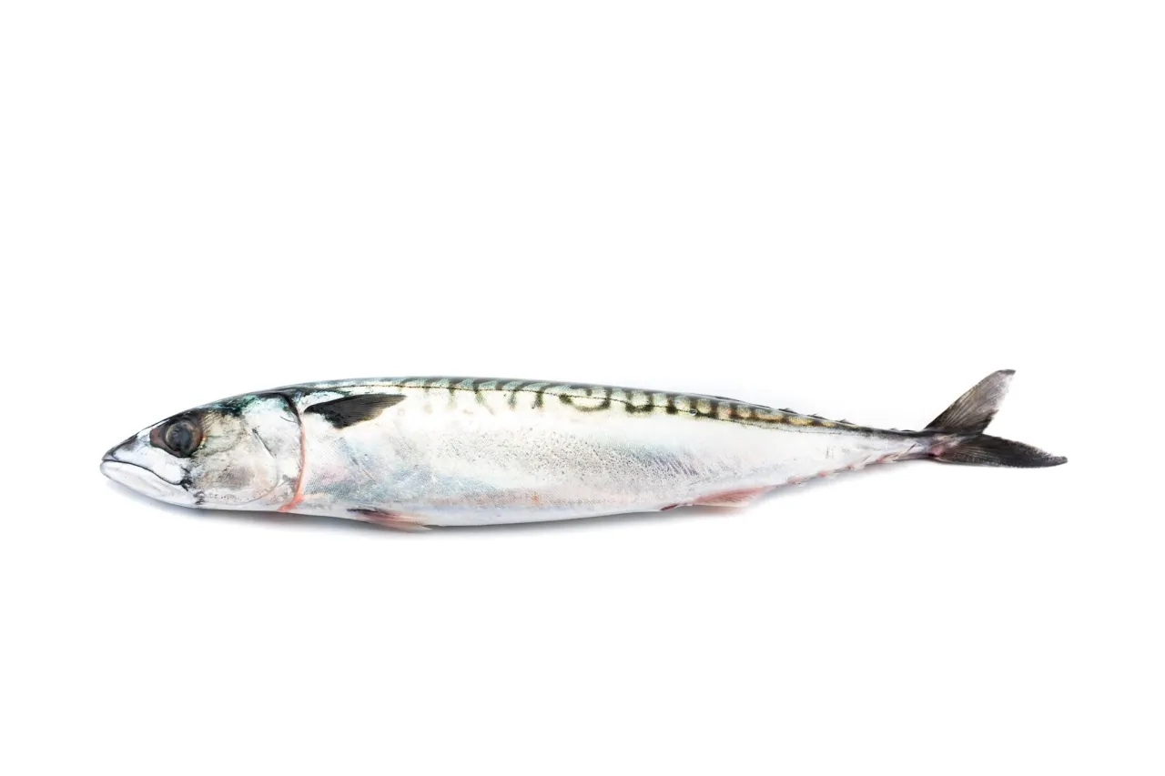 Mackerel