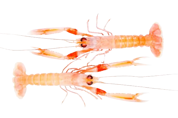 Langoustines