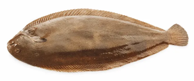 Zeetong