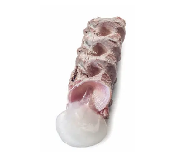 tuna-bone-marrow