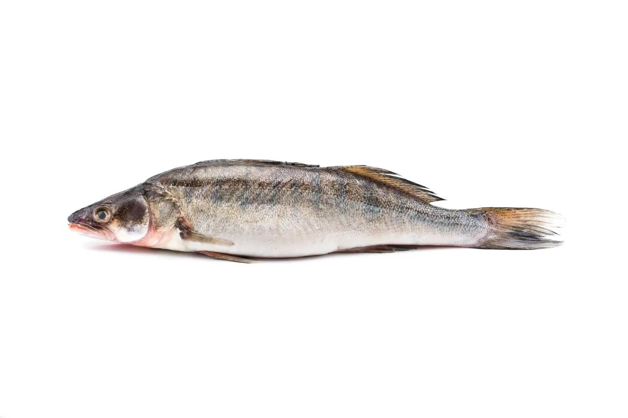 Snoekbaars