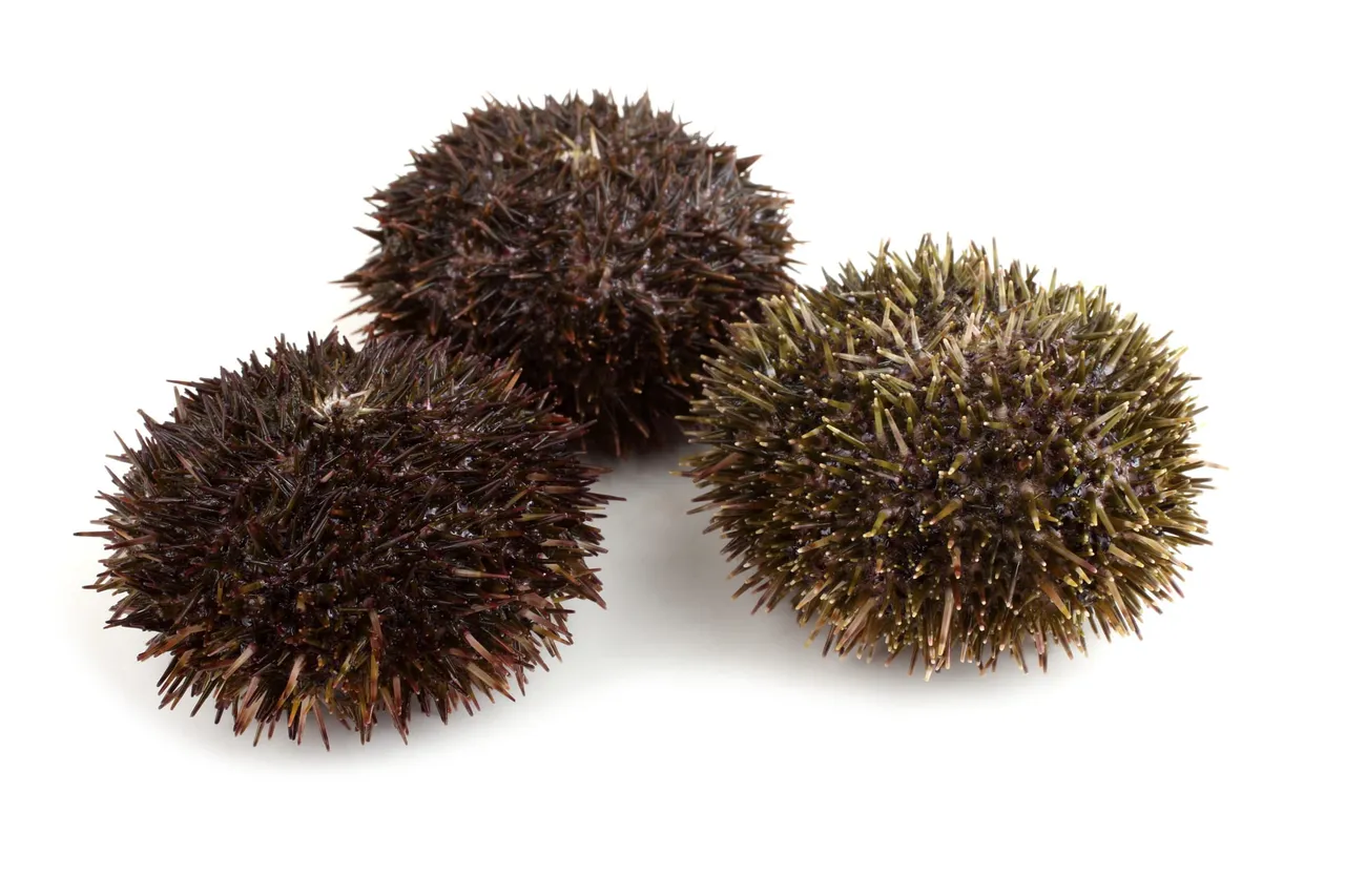 Zee-egel 80-120 g/st.