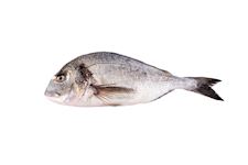 Dorade