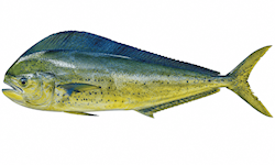 Exotische vis