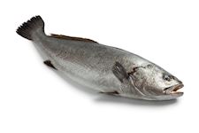 Corvina