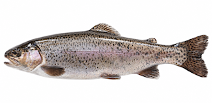 Trout
