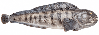Catfish