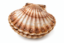 Coquilles
