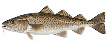 Cod