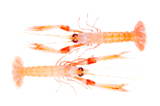 Norway lobster