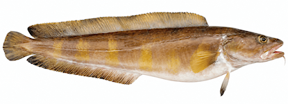 Tusk