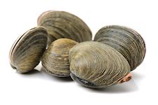 Schelpjes