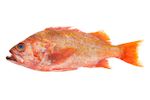 Icelandic fish