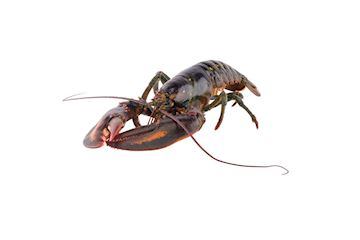Canadese kreeft 500-600 gram vers