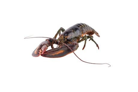 Canadian lobster 1100-1300 gram alive