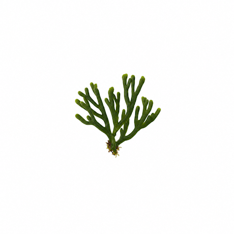 Green sea fingers