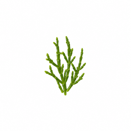 Samphire