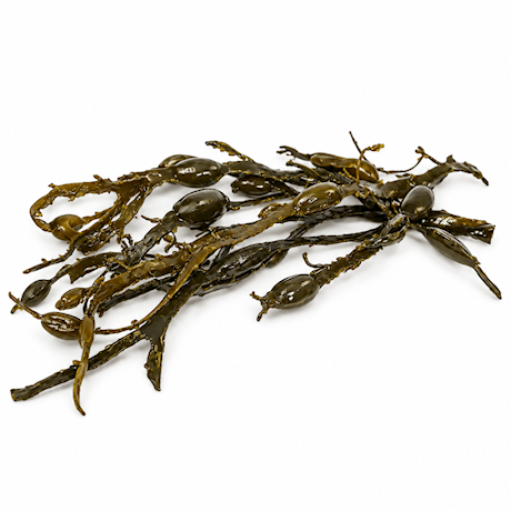Knotted Wrack