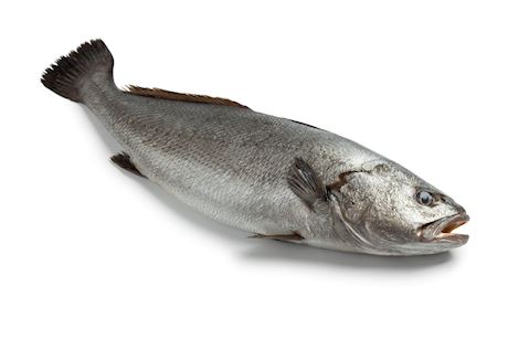 Corvina I Ombervis 1500-2000 gram vers