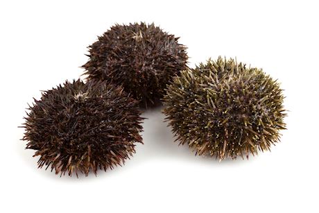 Sea urchin 80-120 g/pc.
