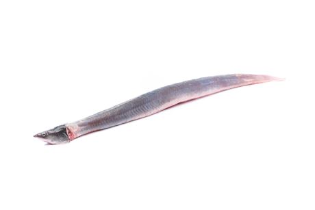 Eel farmed