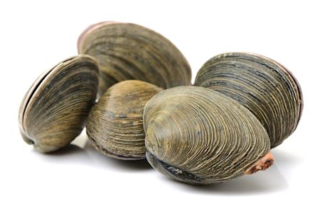 Palourdes vers zak 1 kilo