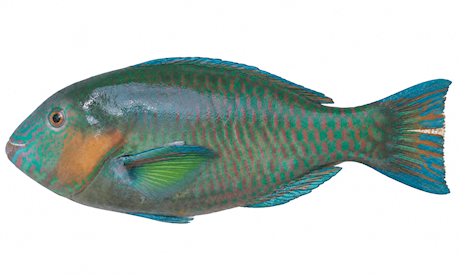 Papegaaivis