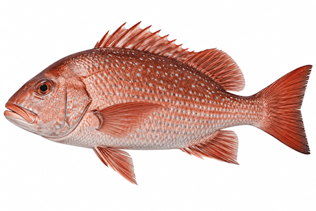 Red snapper