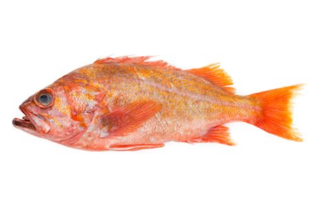 Redfish whole 700+ g/pc.
