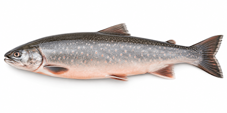Arctic Char whole 1-2 kg/pc.