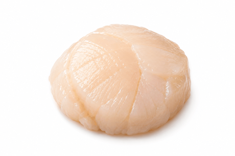 Coquillevlees Groot vers Dieppe zonder koraal