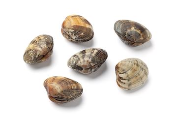 Vongole vers zak 1 kilo