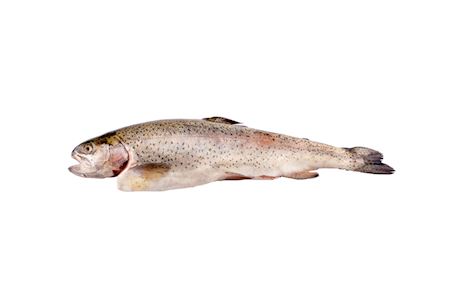 Salmon trout